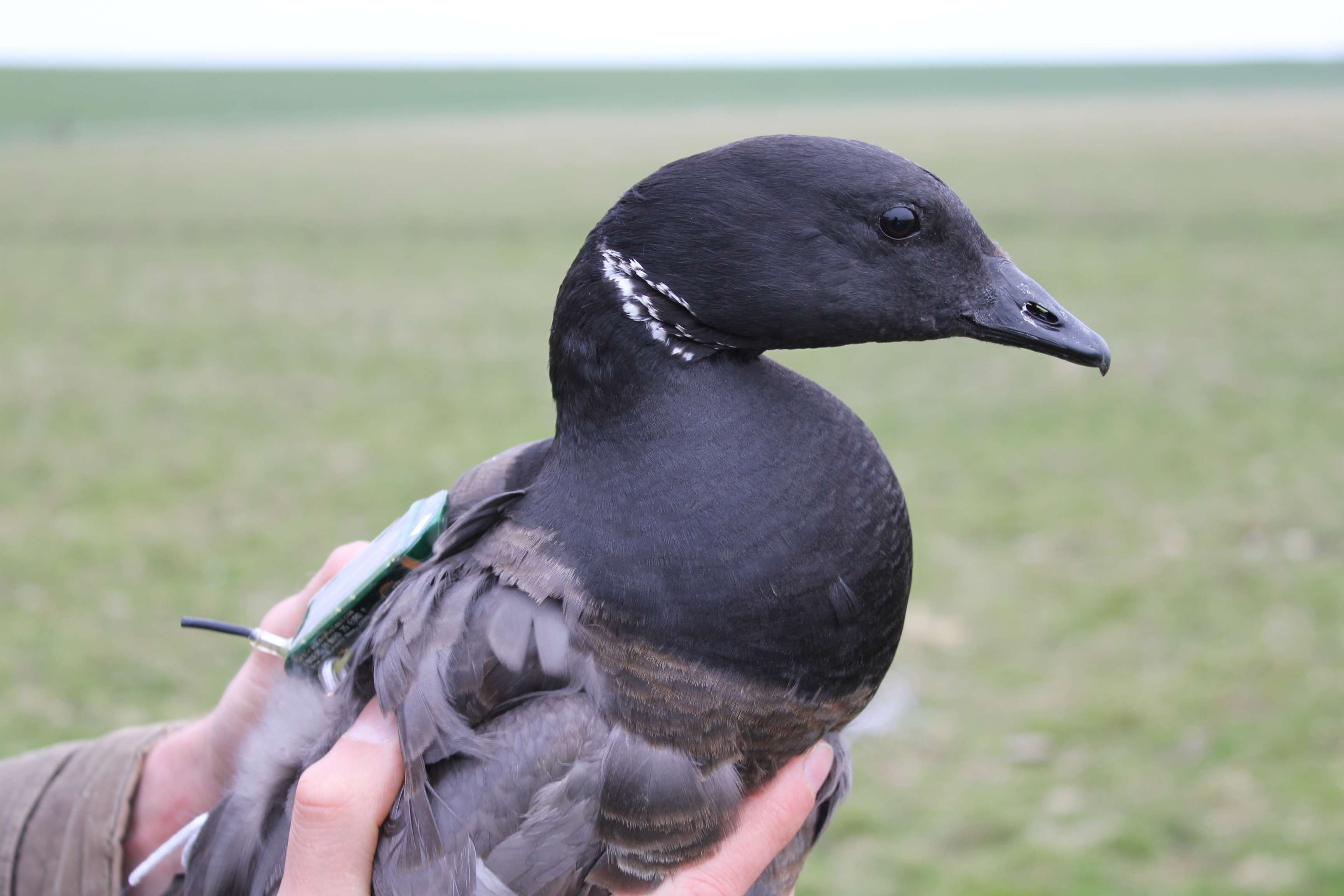 Brent Goose “RONR” (adult male), tagged with GPS-device 707, at Kinnum, Terschelling, 3-4-2012