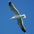 N2_seagull