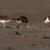 Individually marked territorial Oystercatchers in a piping ceremony. The bird on the right also carries a transmitter. Foto Jeroen Onrust.
