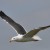 Loggerbird in flight