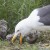 GPS-tagged Lesser Black Gull feeding its chick in the port of Zeebrugge.