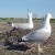 Caspian gulls on nest (photo courtesy of Leon Kelder)