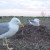 Caspian gulls on nest (photo courtesy of Leon Kelder)